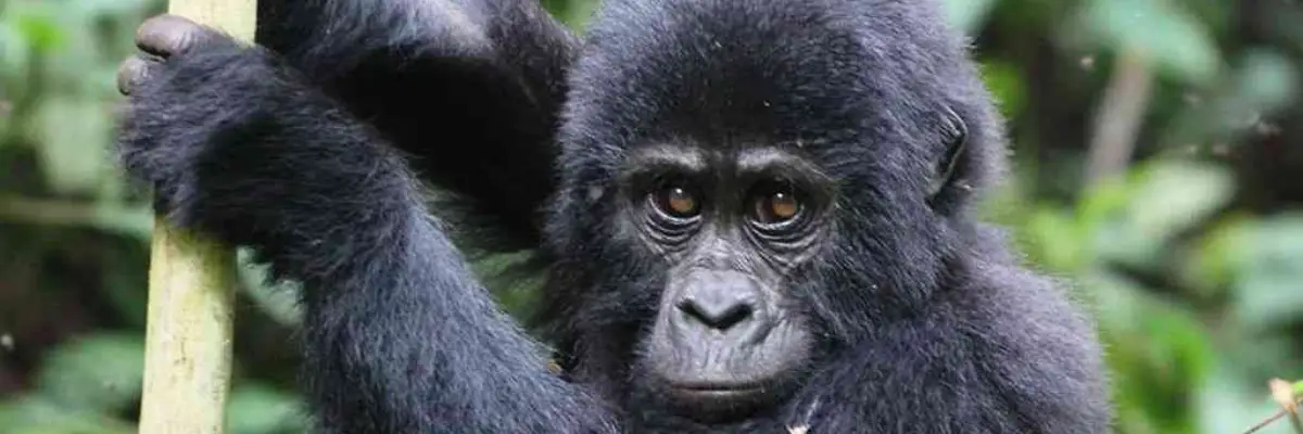 Cost of Gorilla Trekking in Uganda 2026: Permit Prices, Safari Costs & Complete Guide