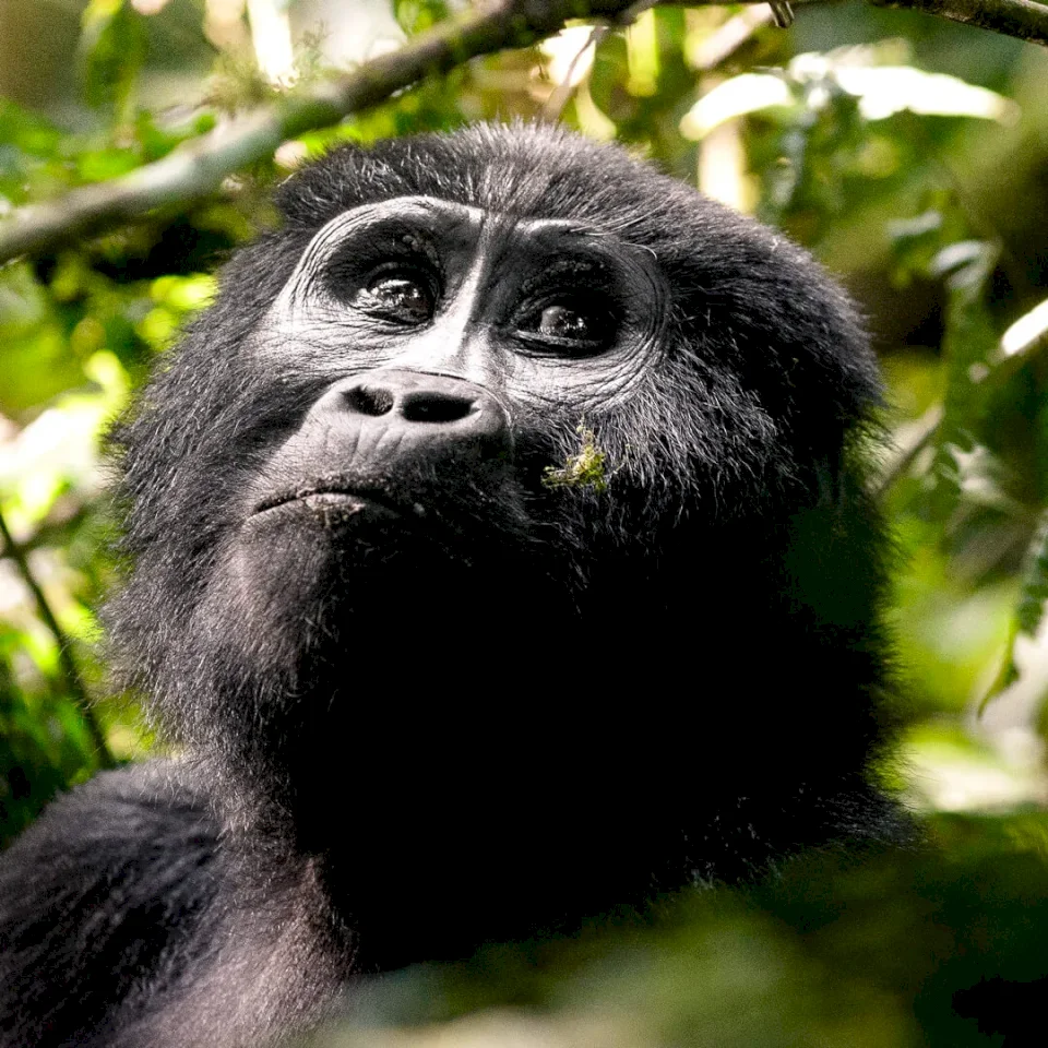 MOUNTAIN GORILLA