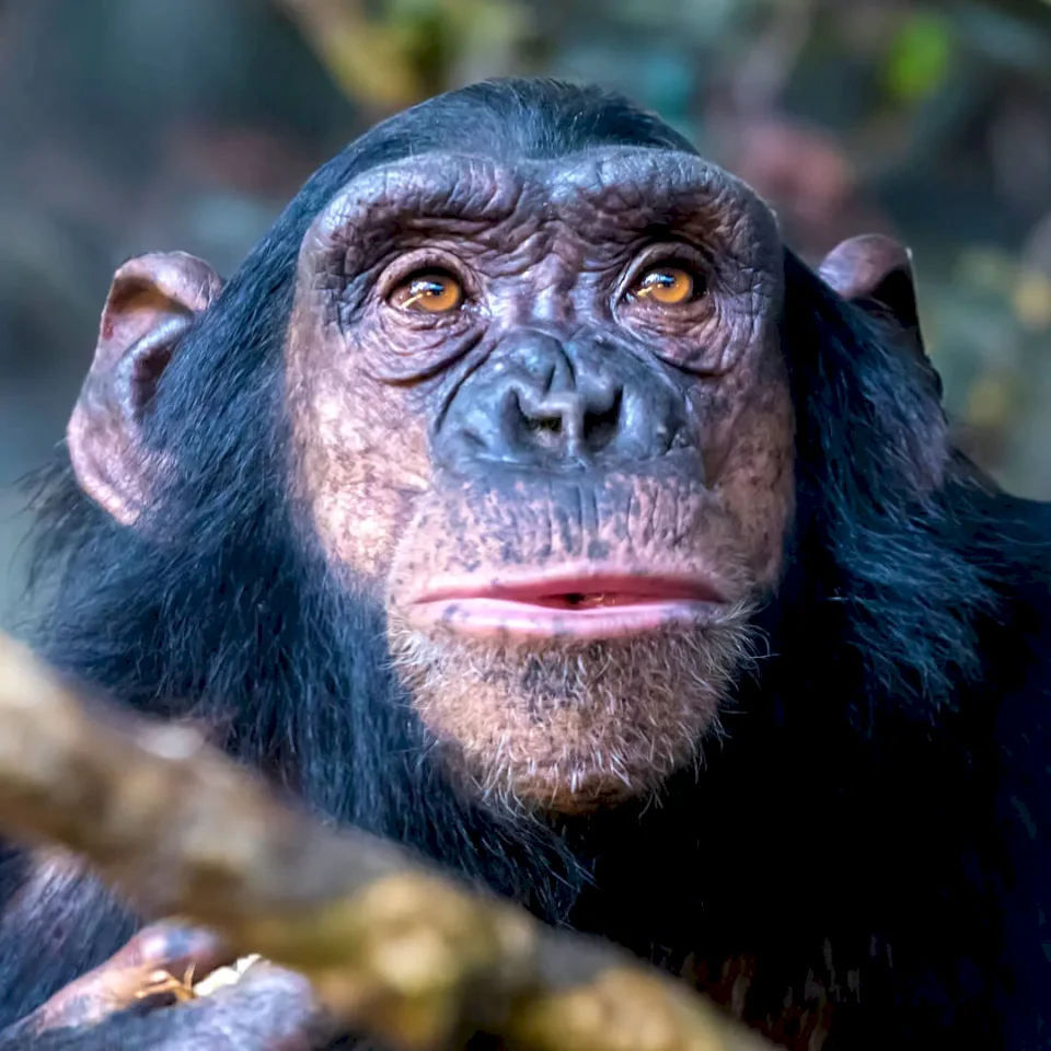 Chimpanzee
