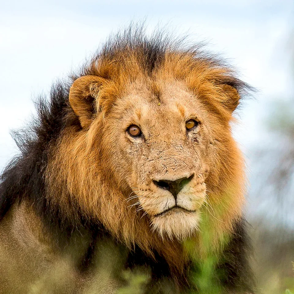 AFRICAN LION