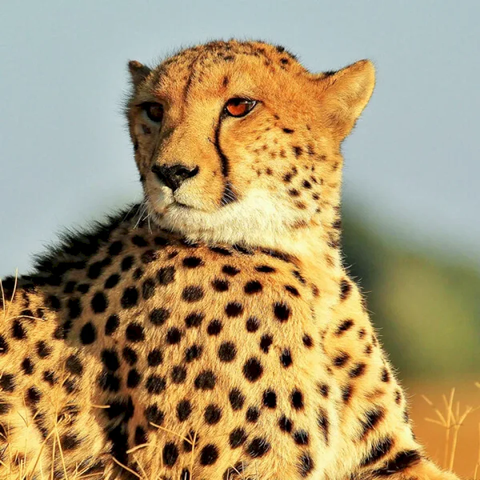 CHEETAH